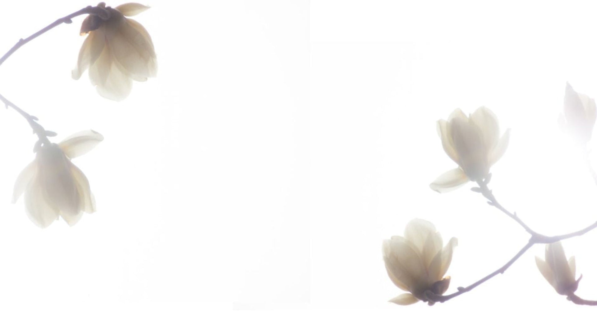 Delicate white flowers background symbolizing growth and healing for Uncancered cancer recovery memoir